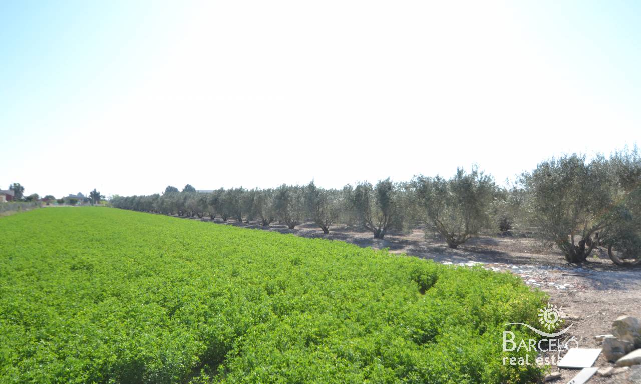 Plot  - Investments - Dolores - 995